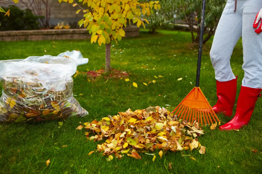 Experienced Yard Waste Removal in Campbell, CA Experienced Yard Waste Removal in Campbell, CA