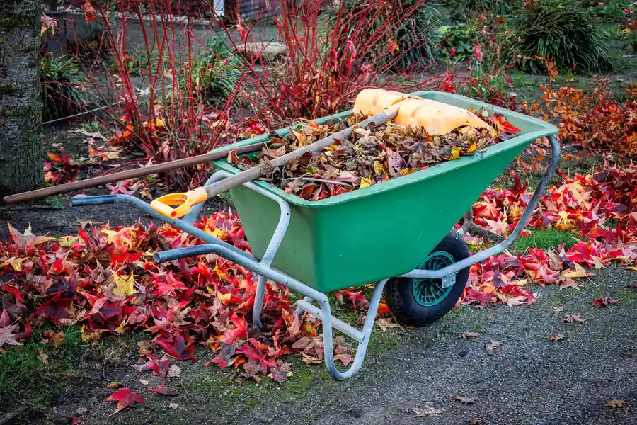 Seasonal Yard Waste Removal Tips For Homeowners in Campbell, CA